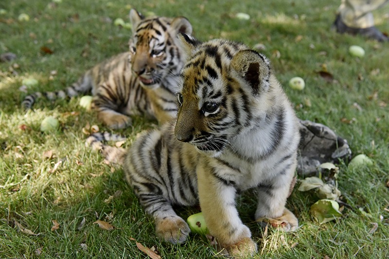 Тигрята фотографии - красивая подборка 20 картинок (1)