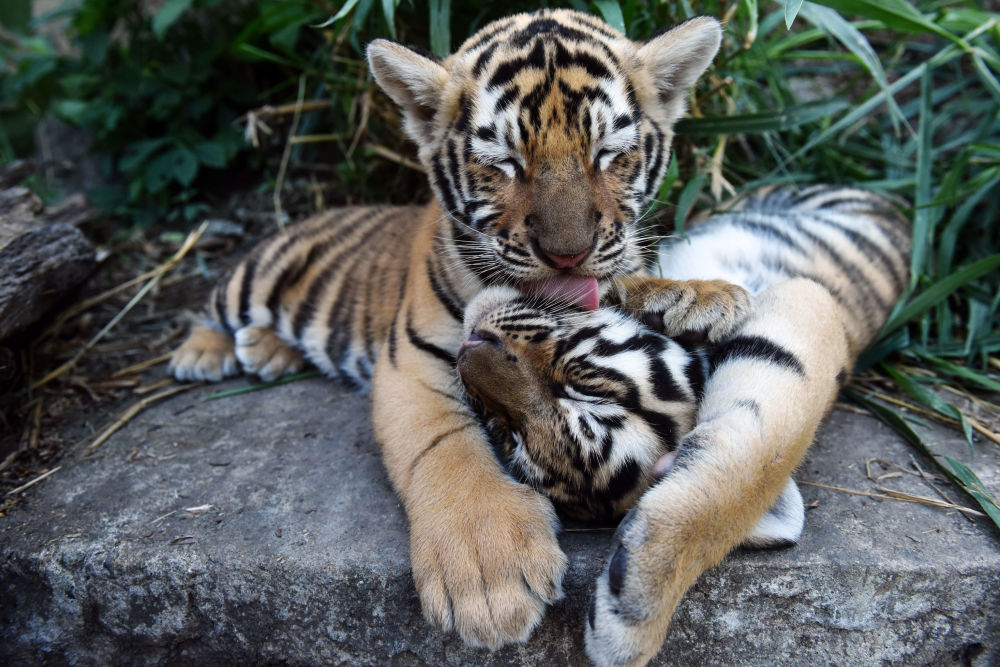Тигрята фотографии   красивая подборка 20 картинок (10)