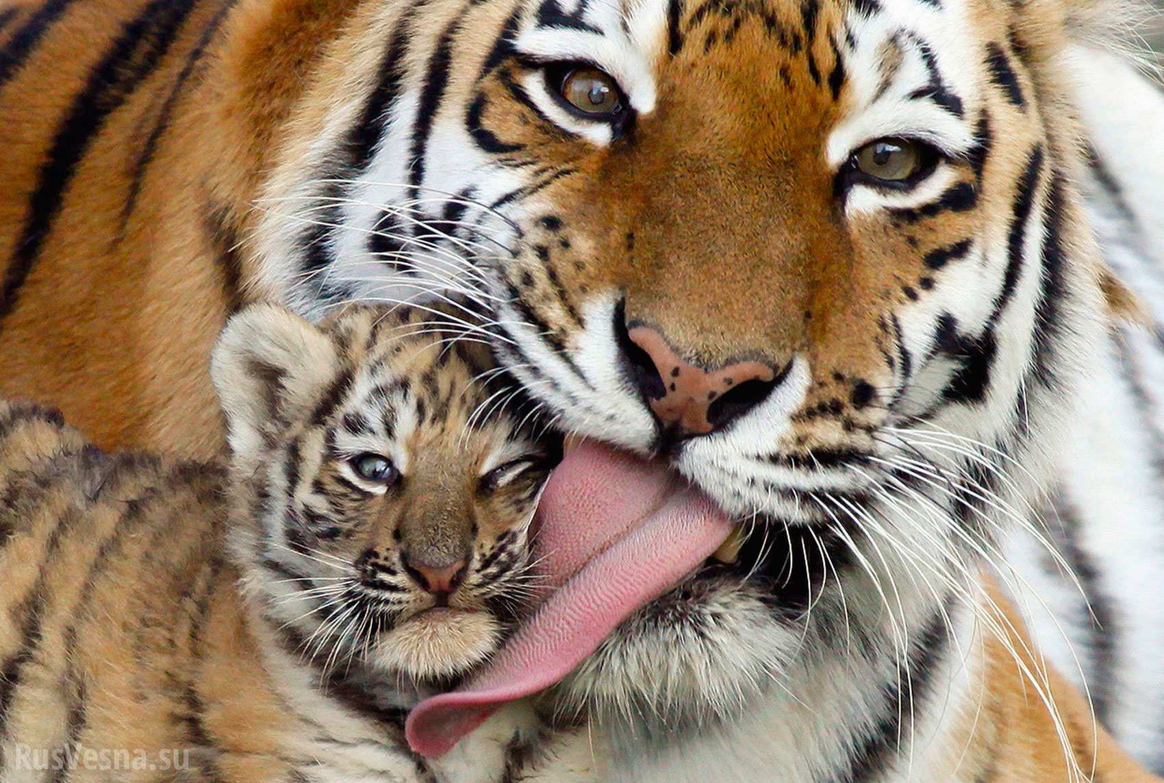 Тигрята фотографии   красивая подборка 20 картинок (11)