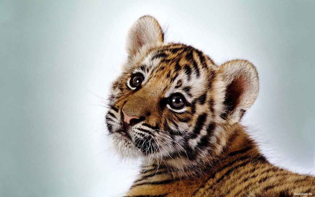 Тигрята фотографии - красивая подборка 20 картинок (15)