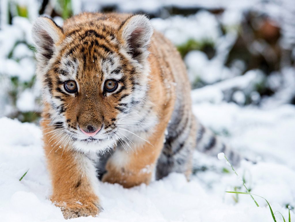 Тигрята фотографии - красивая подборка 20 картинок (17)