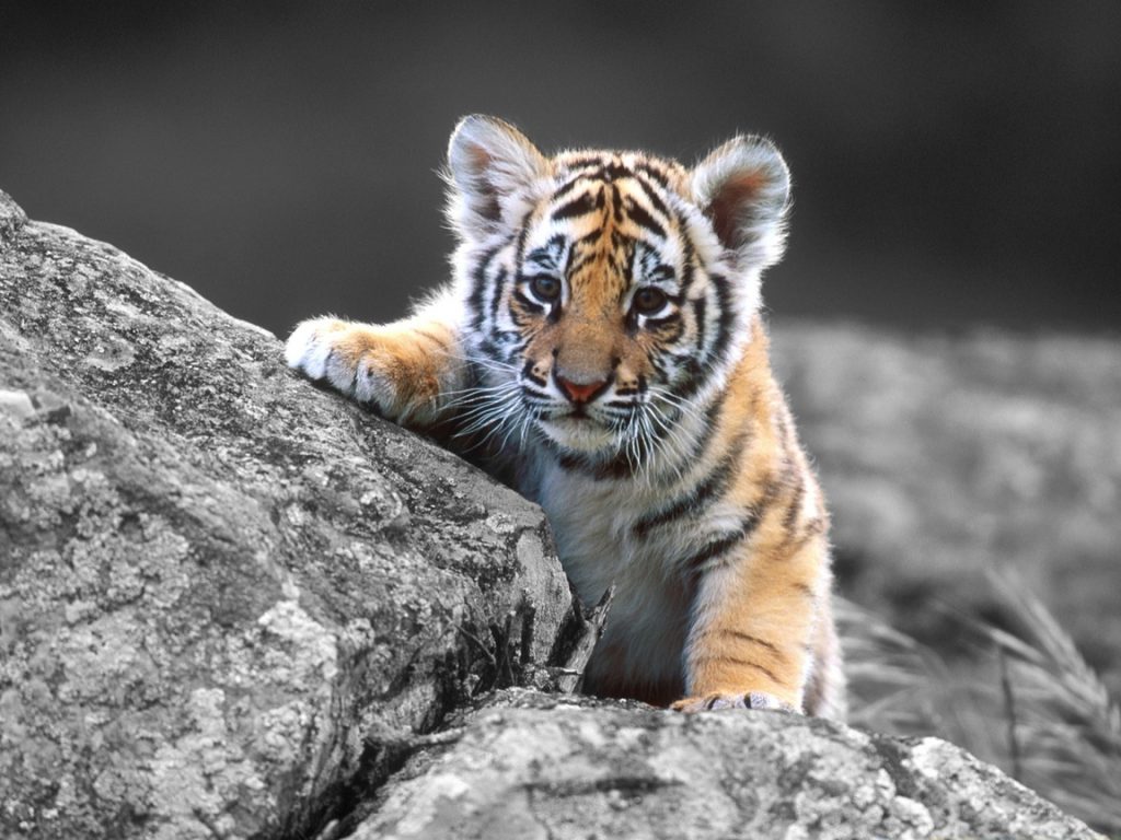 Тигрята фотографии - красивая подборка 20 картинок (18)