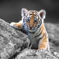 Тигрята фотографии   красивая подборка 20 картинок (18)