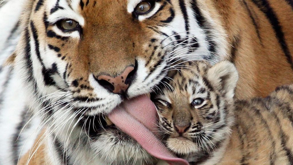 Тигрята фотографии - красивая подборка 20 картинок (19)
