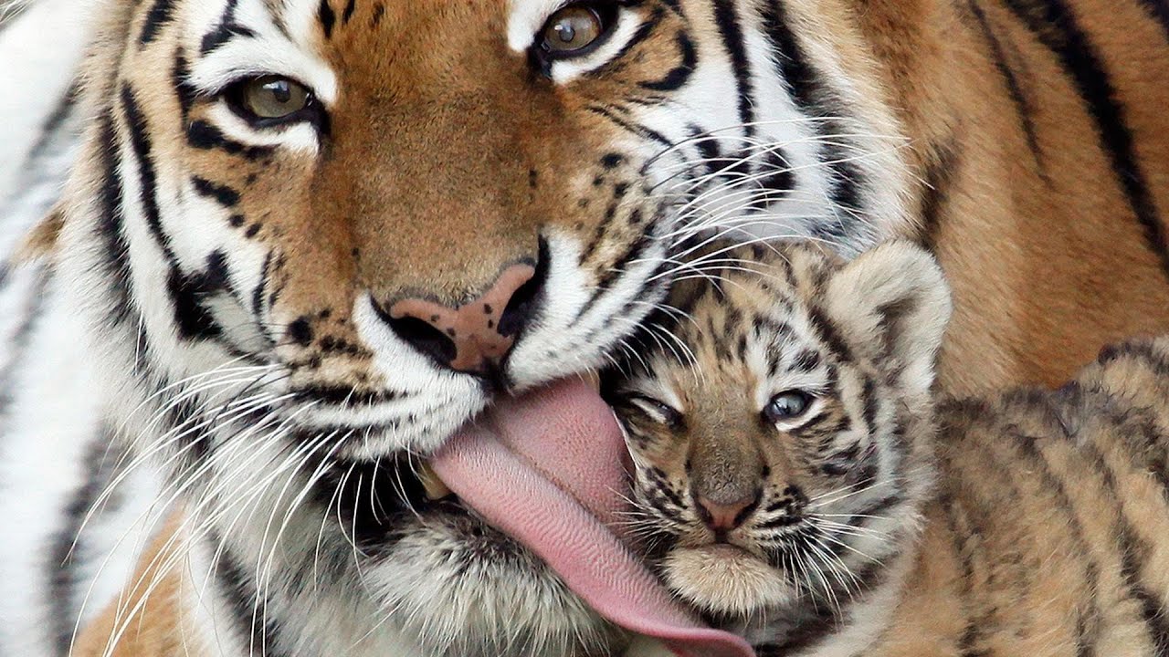 Тигрята фотографии   красивая подборка 20 картинок (19)