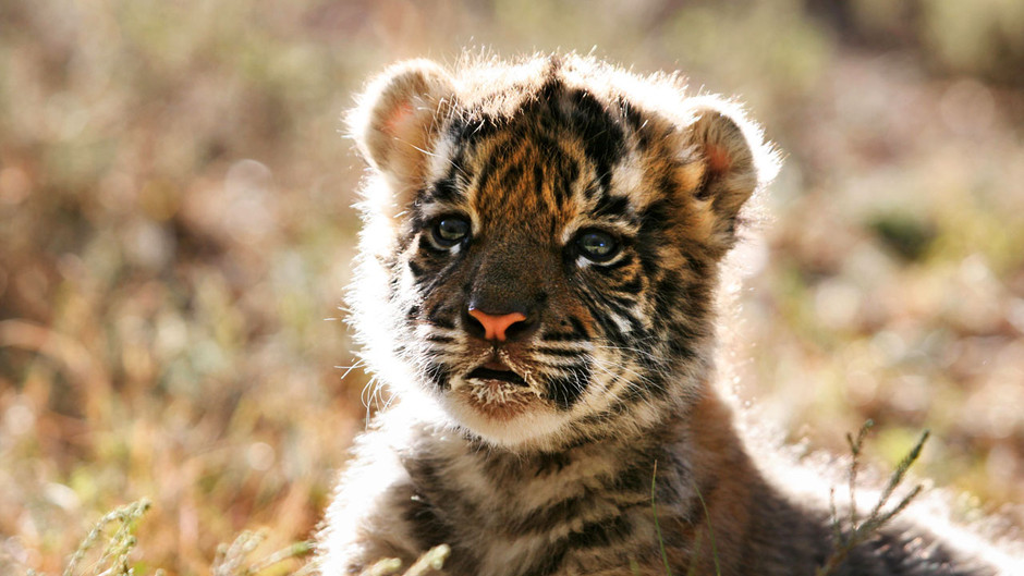 Тигрята фотографии - красивая подборка 20 картинок (2)