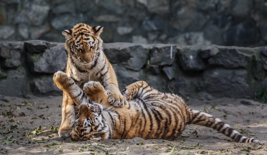 Тигрята фотографии - красивая подборка 20 картинок (4)