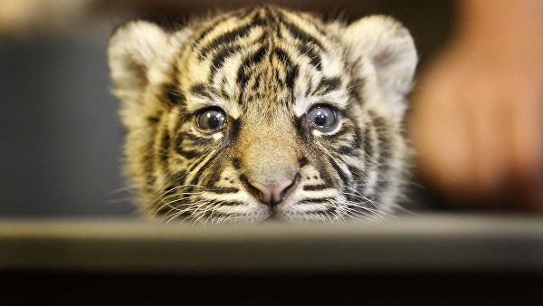 Тигрята фотографии - красивая подборка 20 картинок (6)