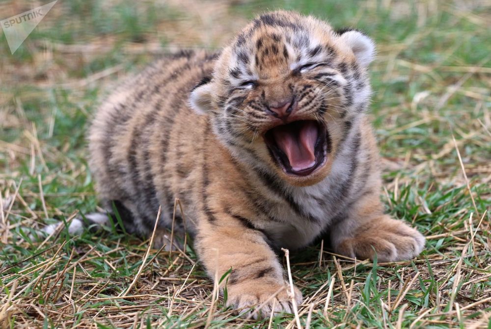 Тигрята фотографии   красивая подборка 20 картинок (7)