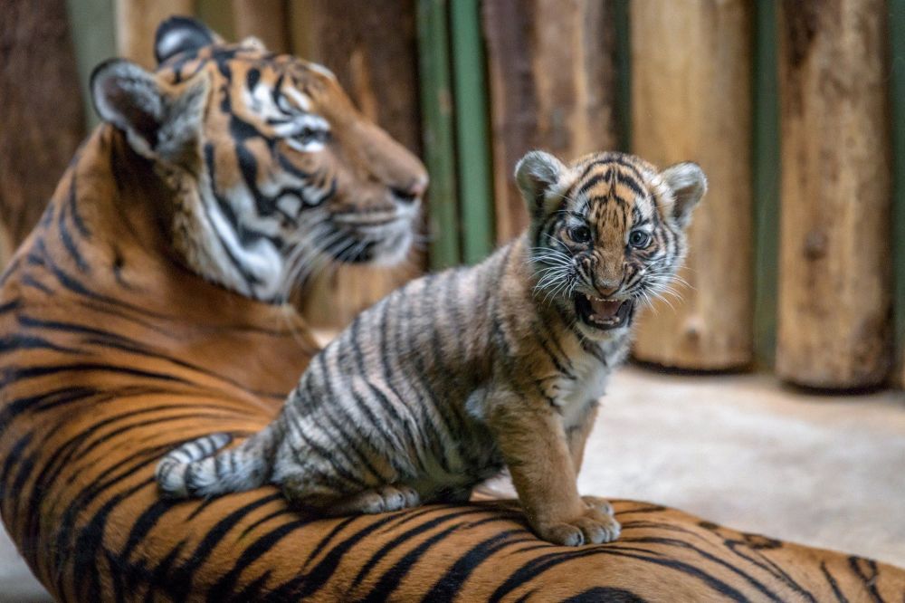 Тигрята фотографии - красивая подборка 20 картинок (9)