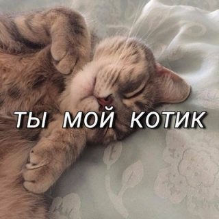 мой ты котик картинки (2)