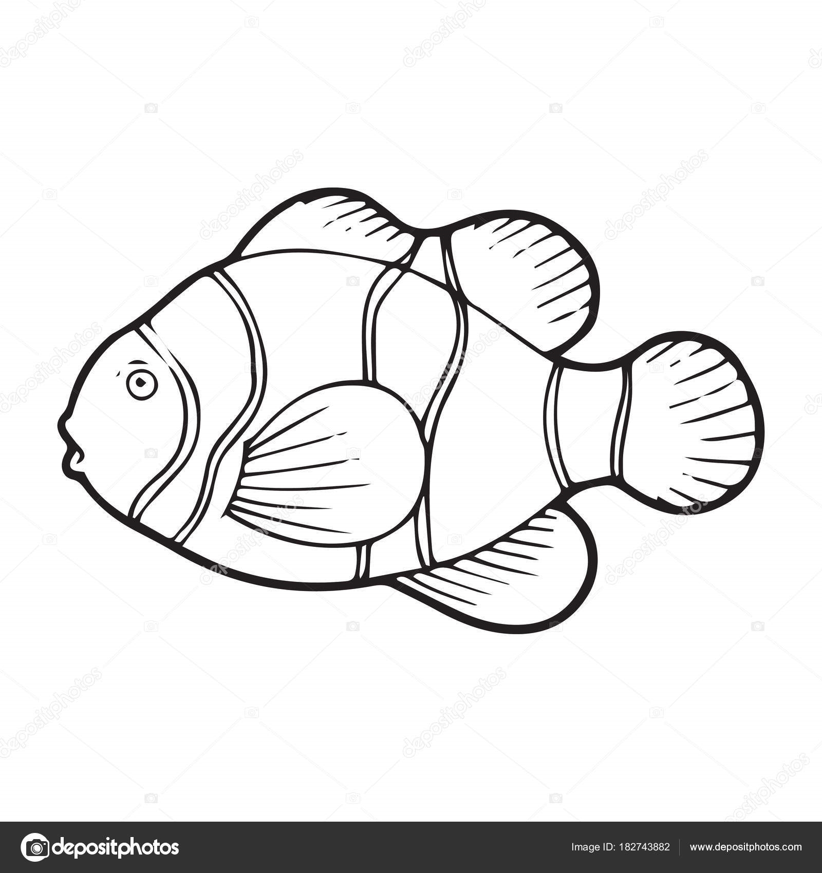 Картинки рыбки для детей на белом фоне (17)