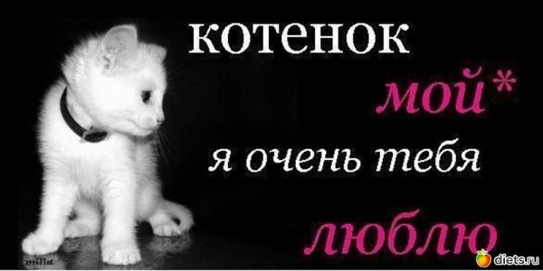 Мой котик картинки для мужчины