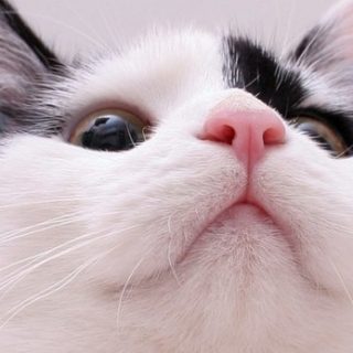 Горячий нос у кота   что делать