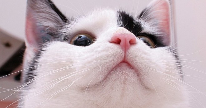 Горячий нос у кота что делать