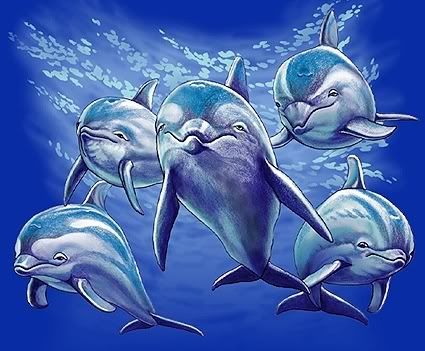 Дельфины красивые картинки и фото (16)