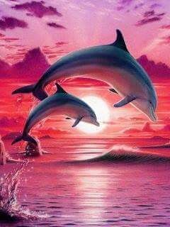 Дельфины красивые картинки и фото (21)