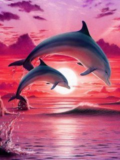 Дельфины красивые картинки и фото (29)