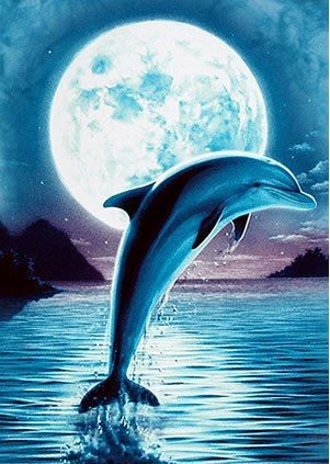 Дельфины красивые картинки и фото (30)