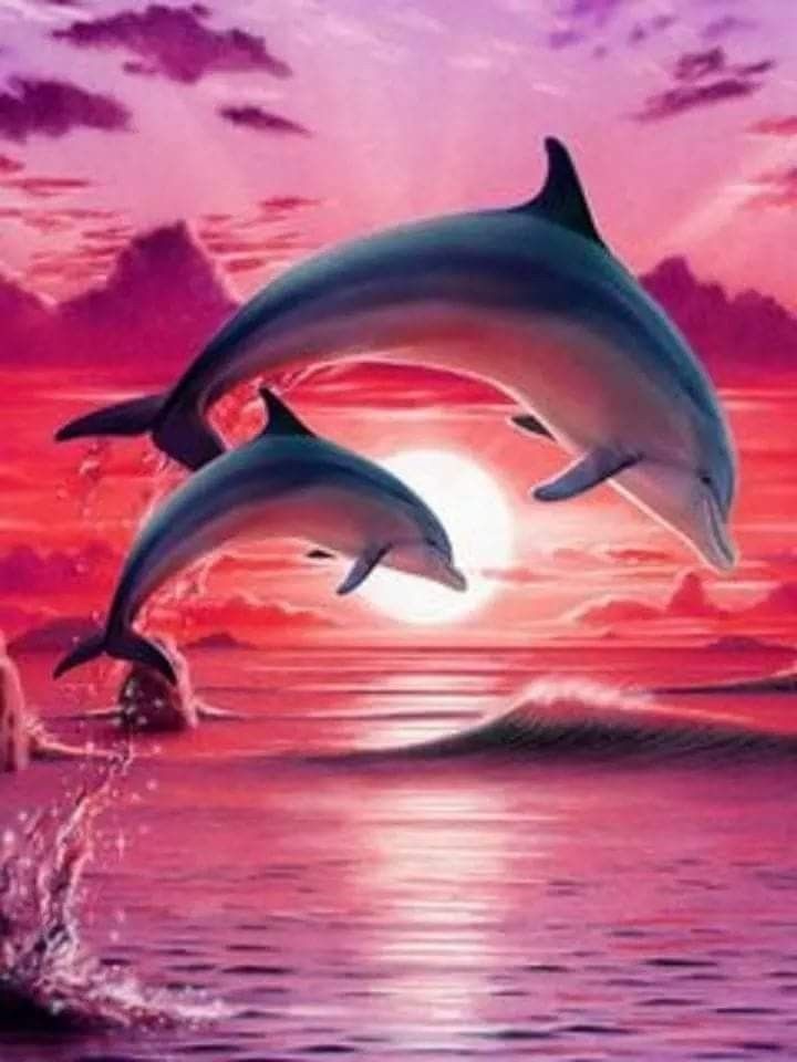 Дельфины красивые картинки и фото (6)