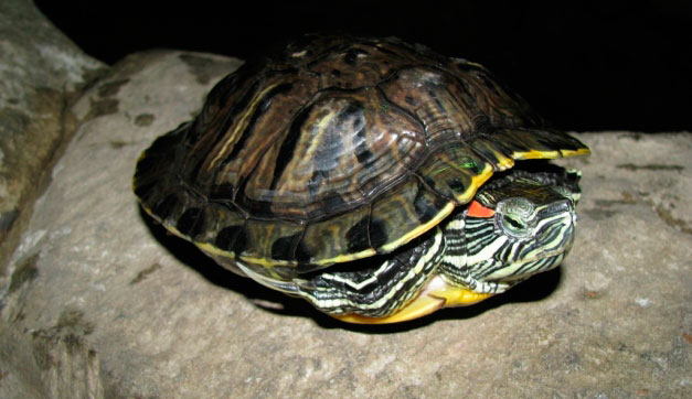 Как определить пол у красноухой черепахи (1)