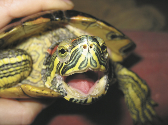 Как определить пол у красноухой черепахи (2)