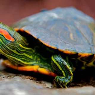 Как определить пол у красноухой черепахи (3)