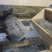 Как подготовить маточник для кроликов к утеплению (1)