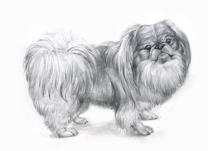 как нарисовать собаку пекинеса
