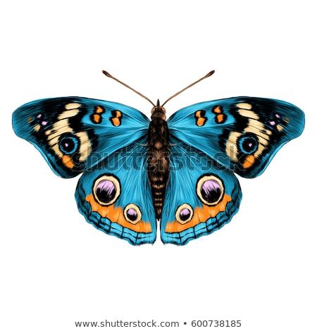 Картинки красивые бабочки нарисованные   подборка изображений (18)