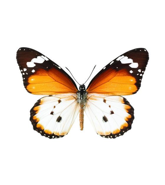Картинки красивые бабочки нарисованные - подборка изображений (19)