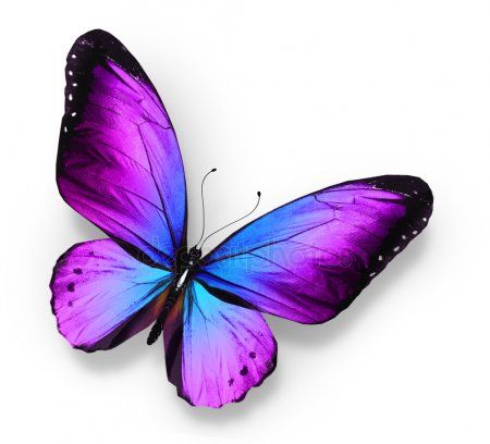 Картинки красивые бабочки нарисованные   подборка изображений (21)