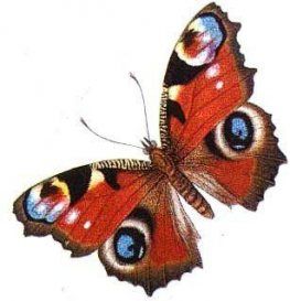 Картинки красивые бабочки нарисованные   подборка изображений (24)