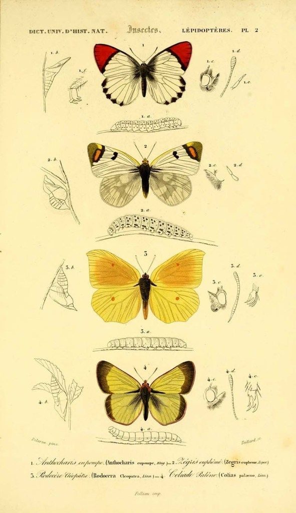 Картинки красивые бабочки нарисованные - подборка изображений (4)