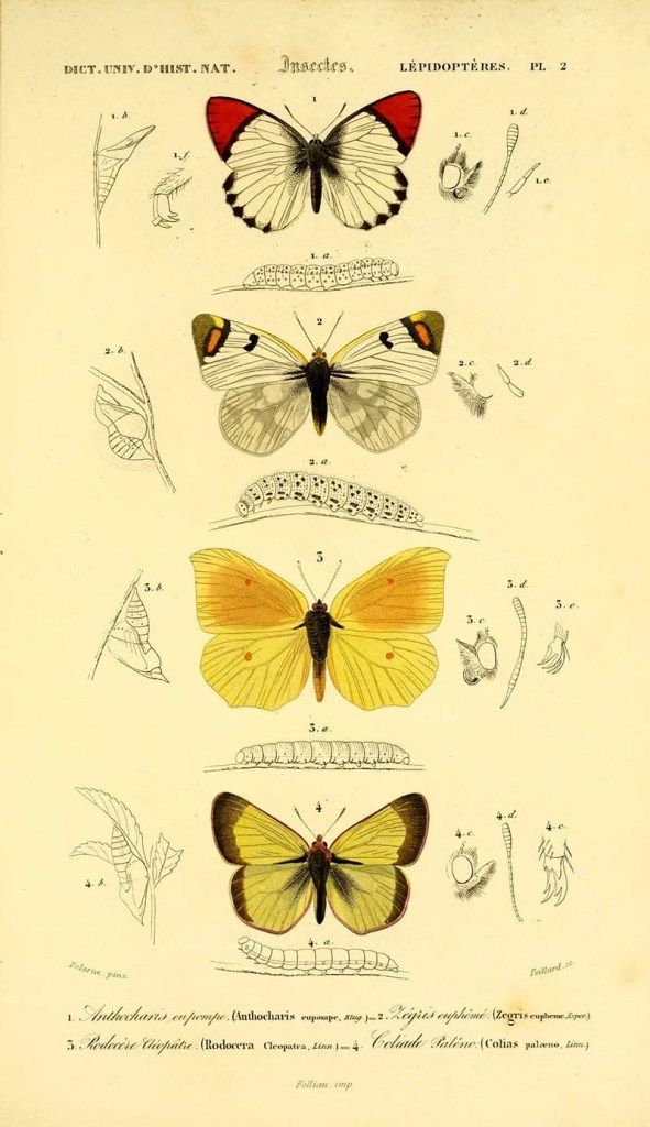 Картинки красивые бабочки нарисованные   подборка изображений (4)