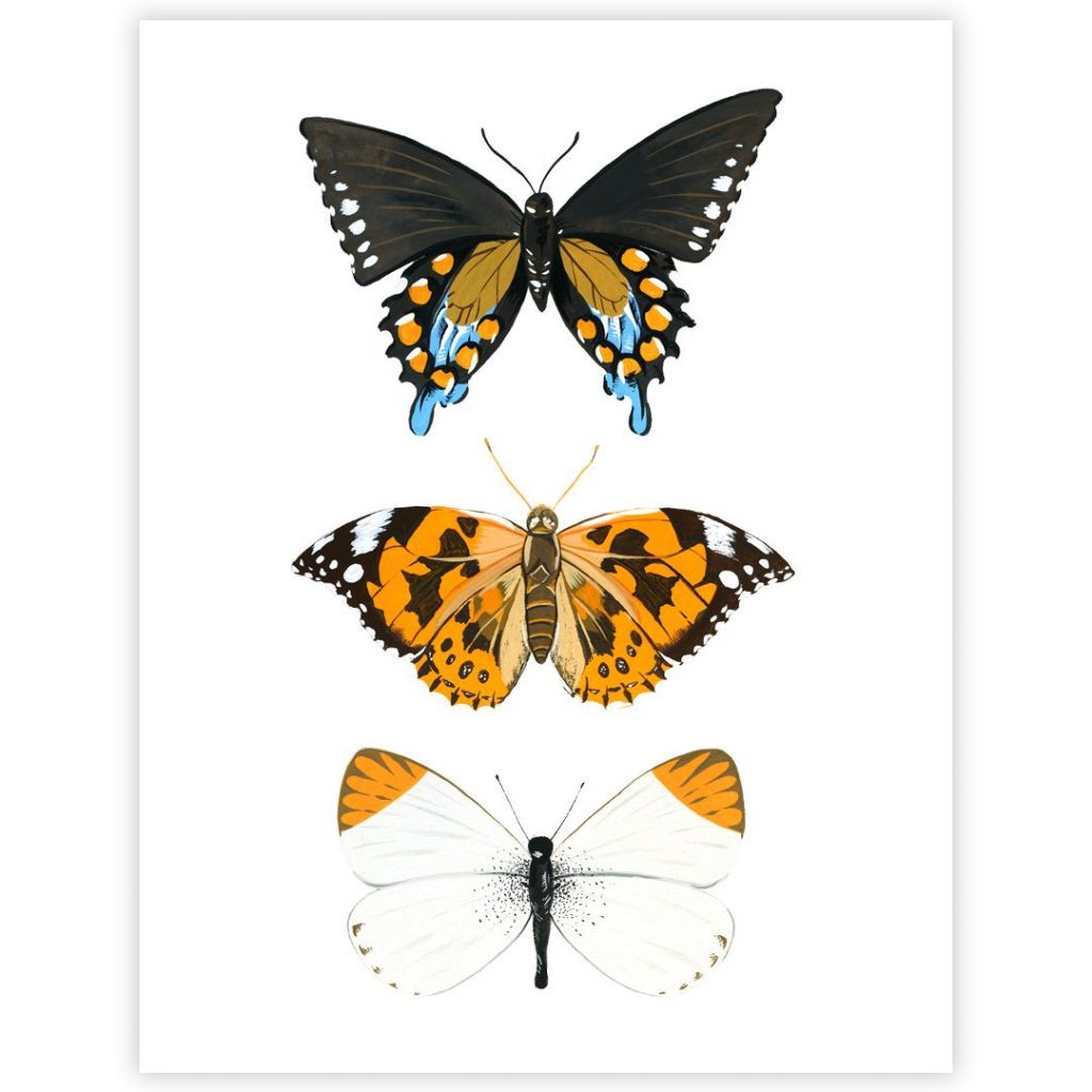 Картинки красивые бабочки нарисованные - подборка изображений (6)