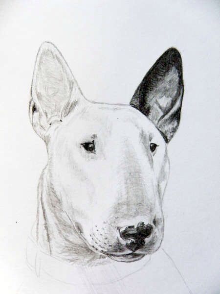 Картинки про собак карандашом   подборка (24)