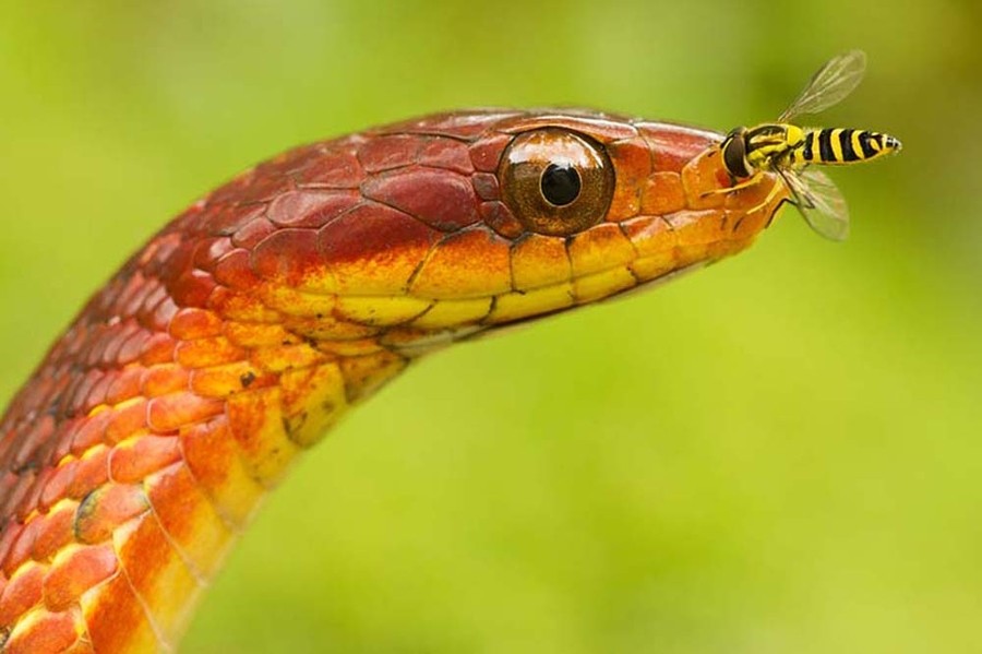 Картинки самые красивые змеи - подборка 15 фото (1)