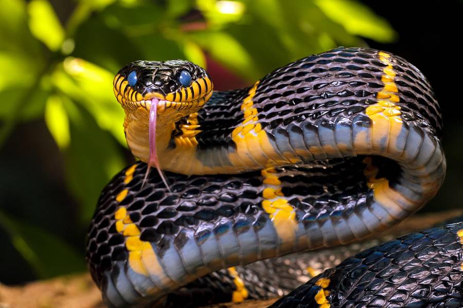 Картинки самые красивые змеи - подборка 15 фото (1)