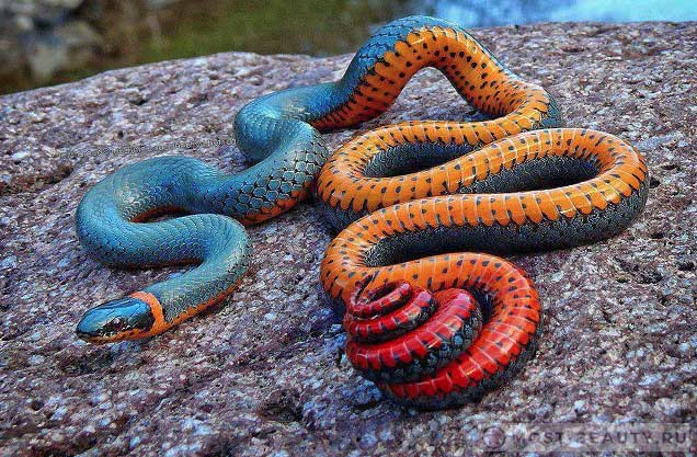 Картинки самые красивые змеи - подборка 15 фото (10)