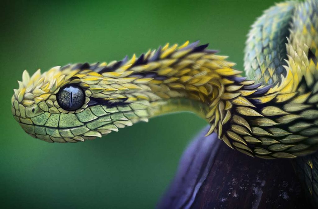 Картинки самые красивые змеи - подборка 15 фото (11)