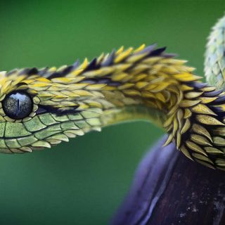 Картинки самые красивые змеи   подборка 15 фото (11)