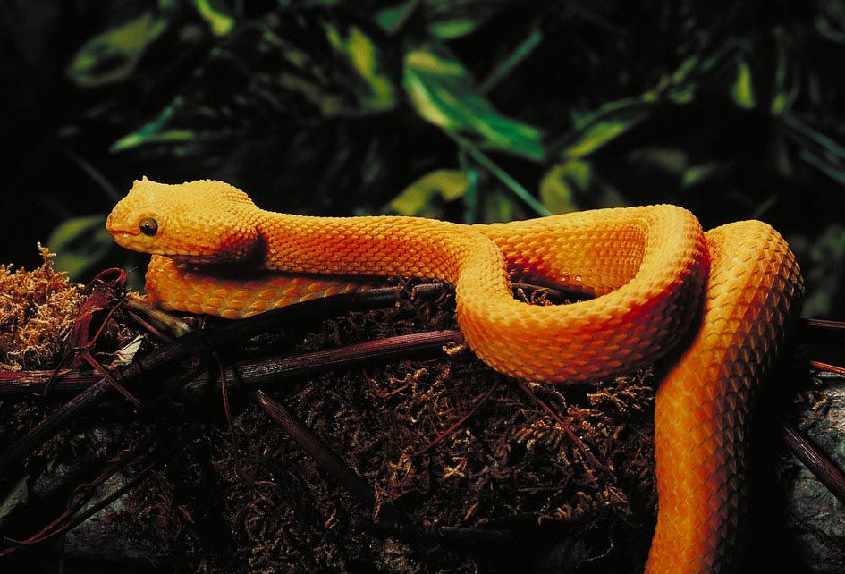 Картинки самые красивые змеи   подборка 15 фото (13)