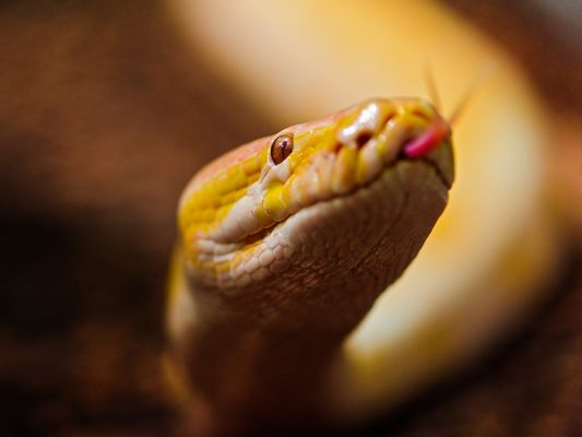 Картинки самые красивые змеи - подборка 15 фото (3)
