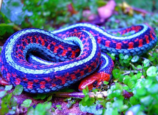 Картинки самые красивые змеи   подборка 15 фото (4)
