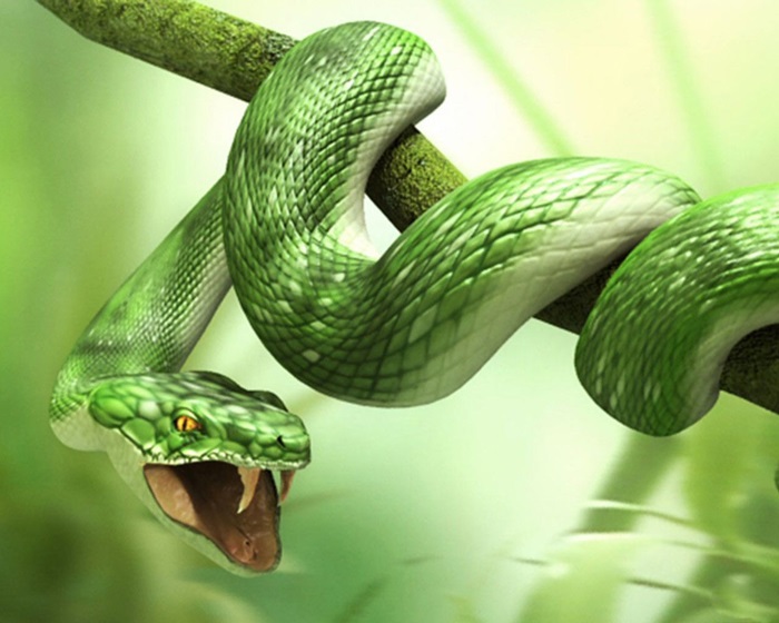 Картинки самые красивые змеи   подборка 15 фото (5)