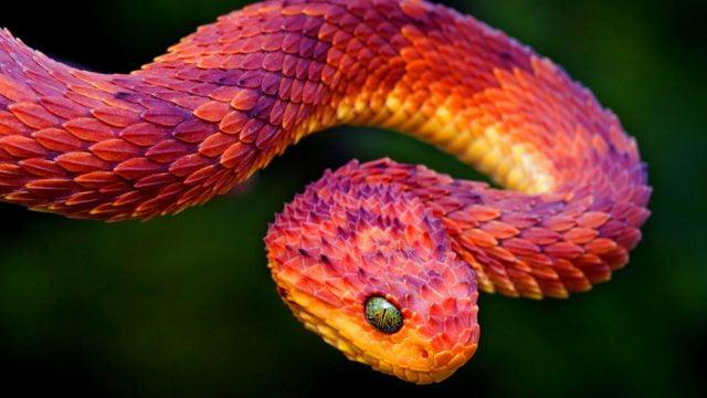 Картинки самые красивые змеи   подборка 15 фото (6)
