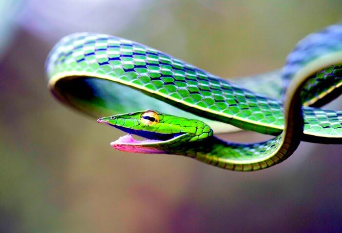 Картинки самые красивые змеи - подборка 15 фото (9)
