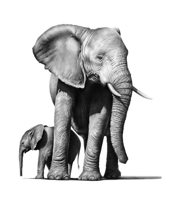 Картинки слон рисунок и картинки (27)