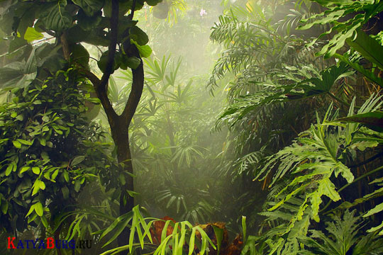 Картинки тропического леса - подборка (11)